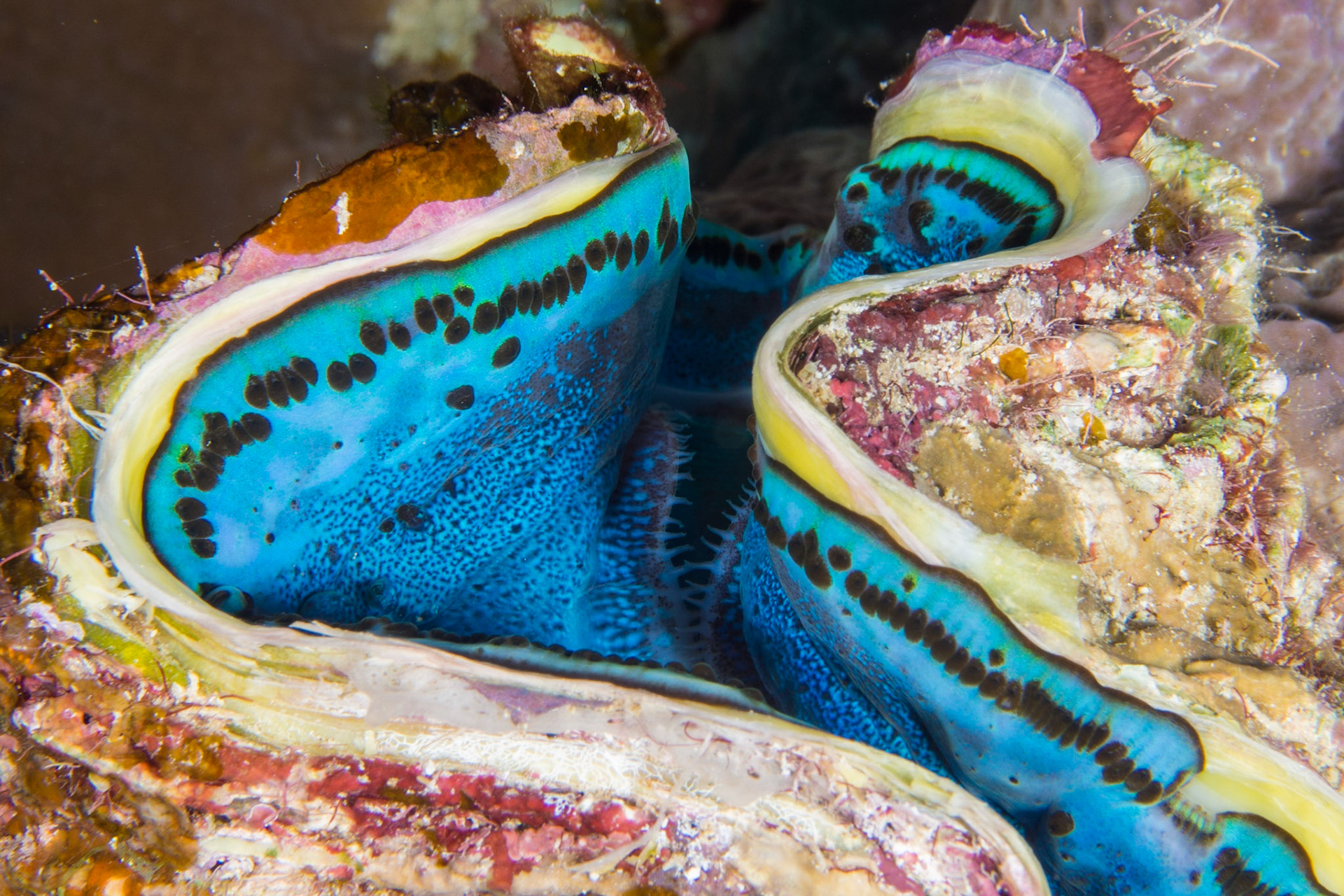 Fluted Giant Clam