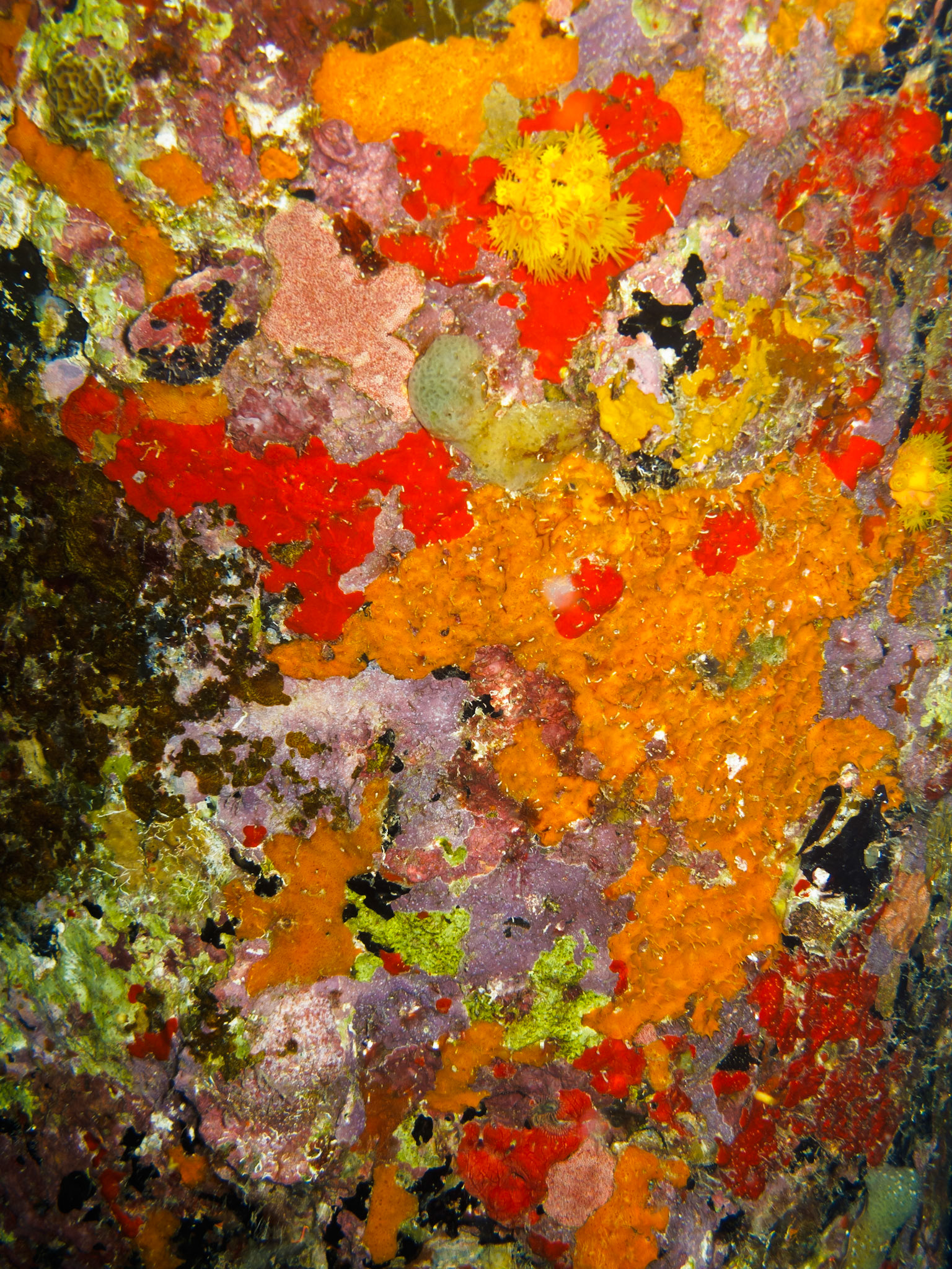 Sponges encrusting pylons of the Salt Pier
