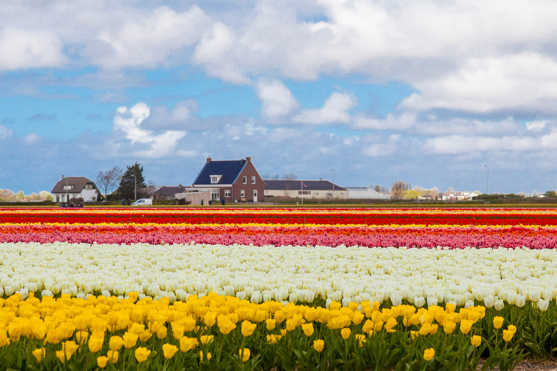 Tulip fields