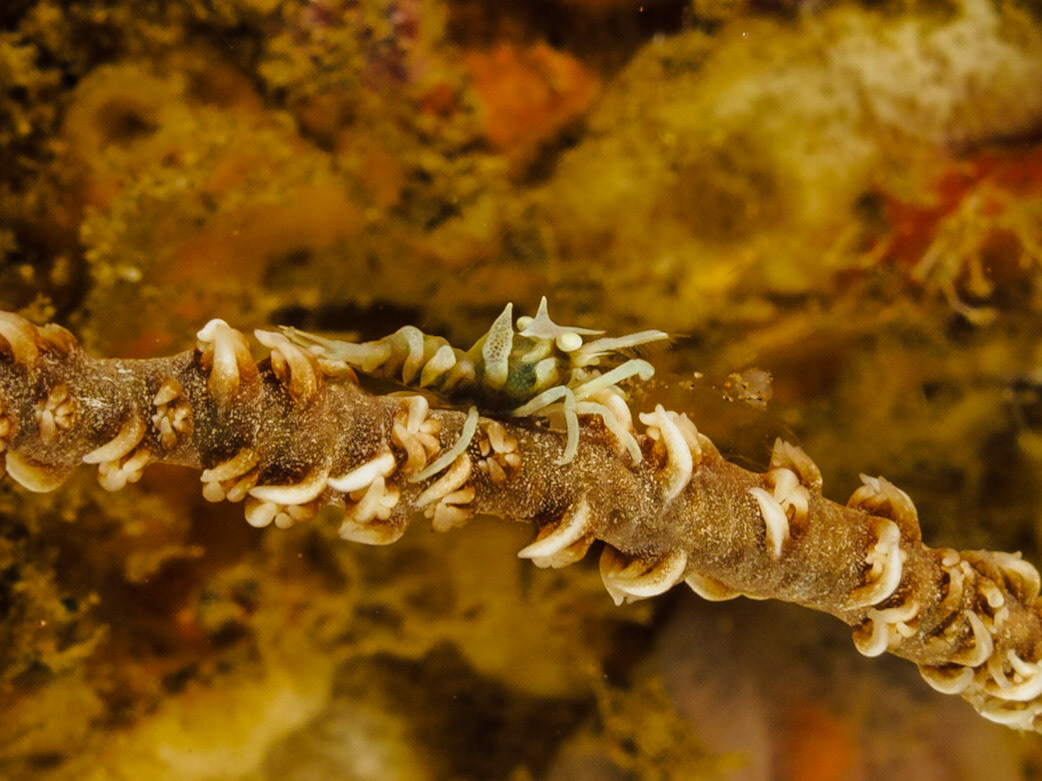 Zanzibar Whip Coral Shrimp