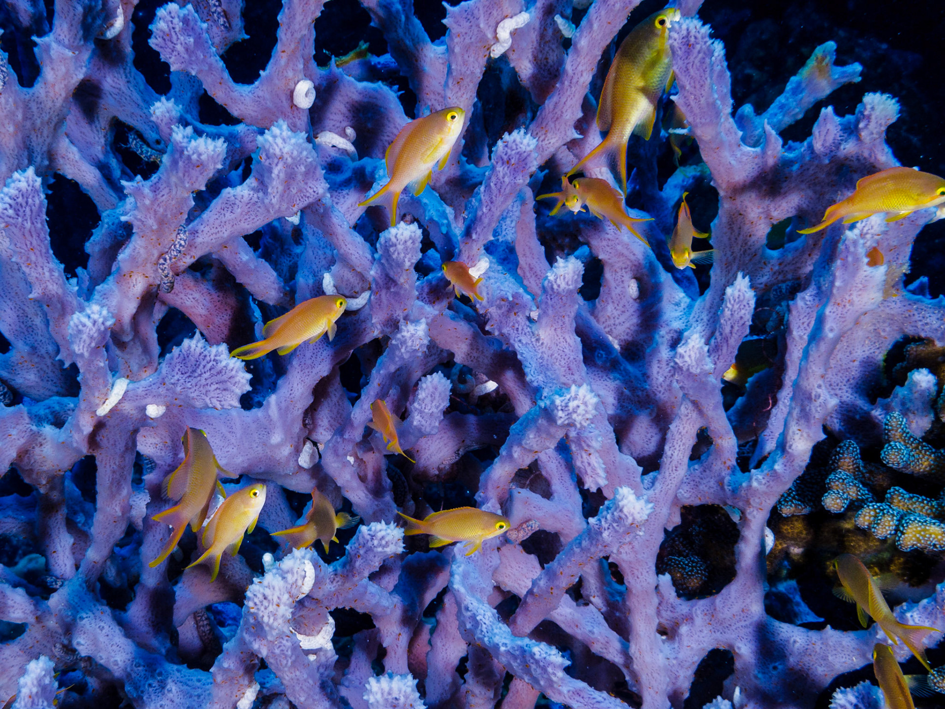 Threadfin Anthias