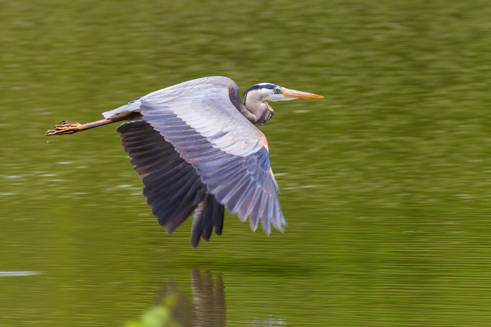 Great Blue Heron