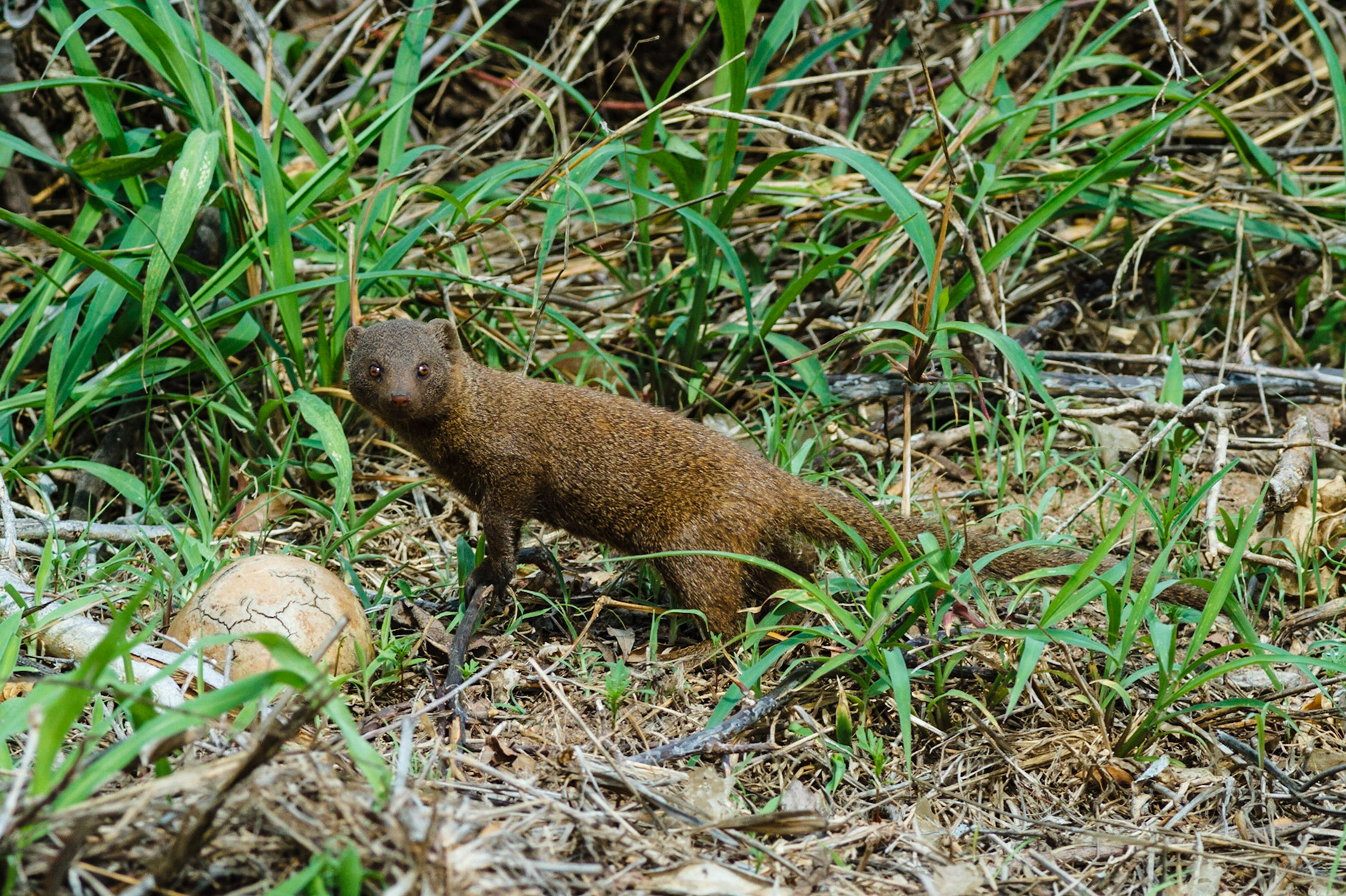 Dwarf Mongoose