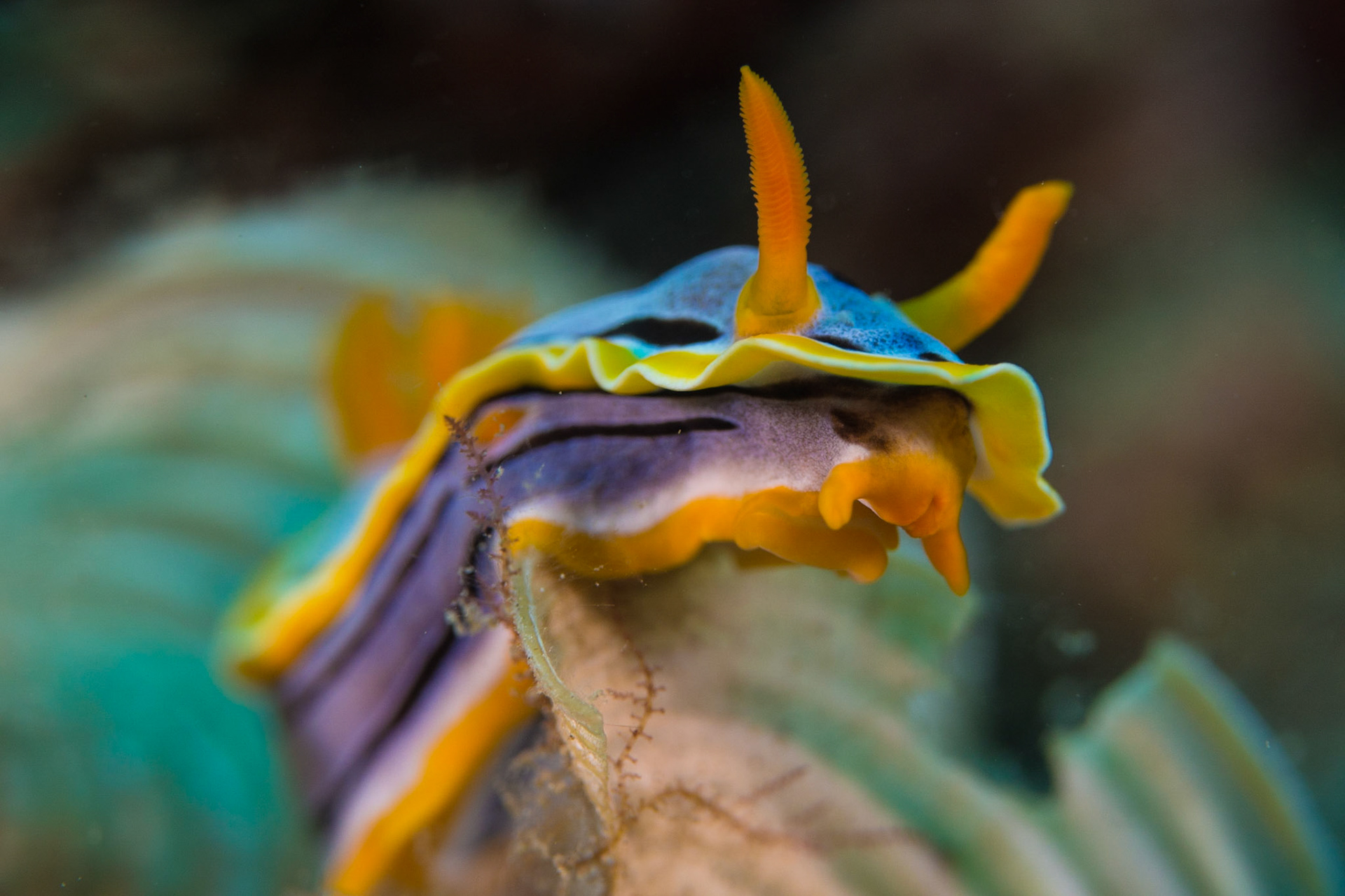 Chromodoris annae