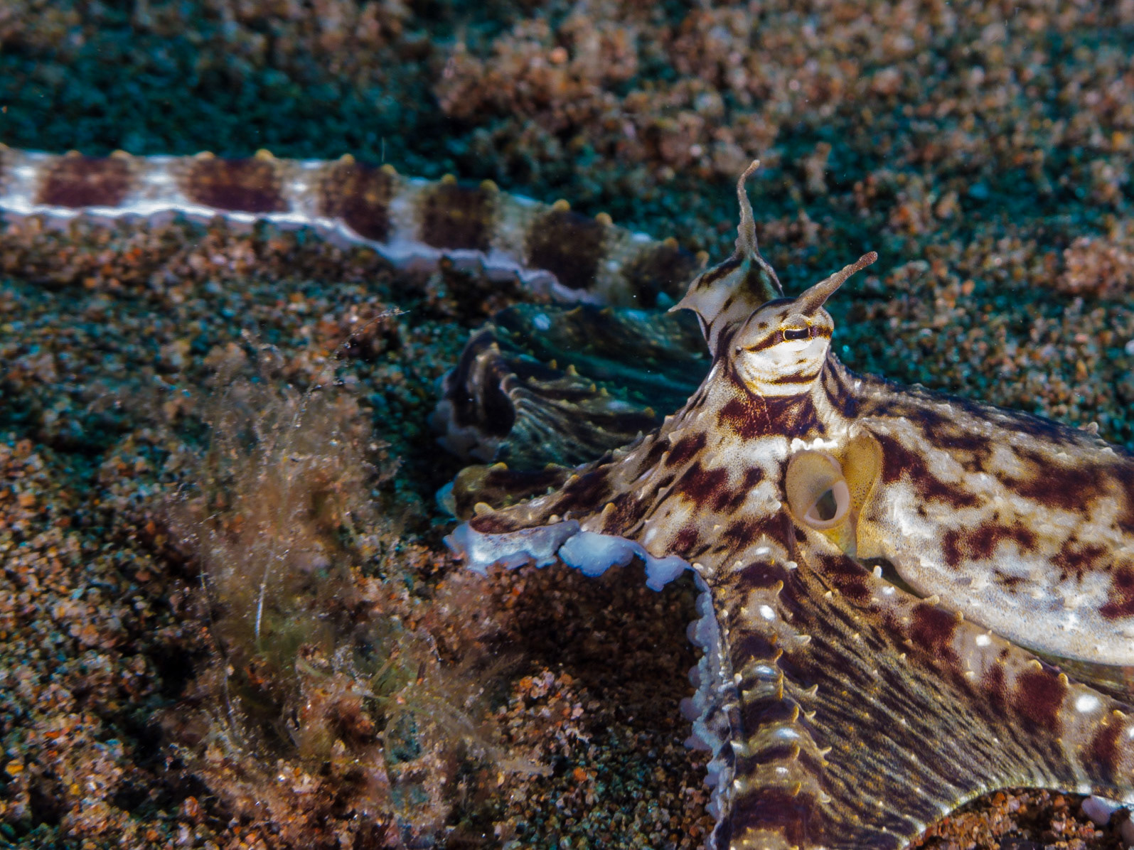 Mimic Octopus