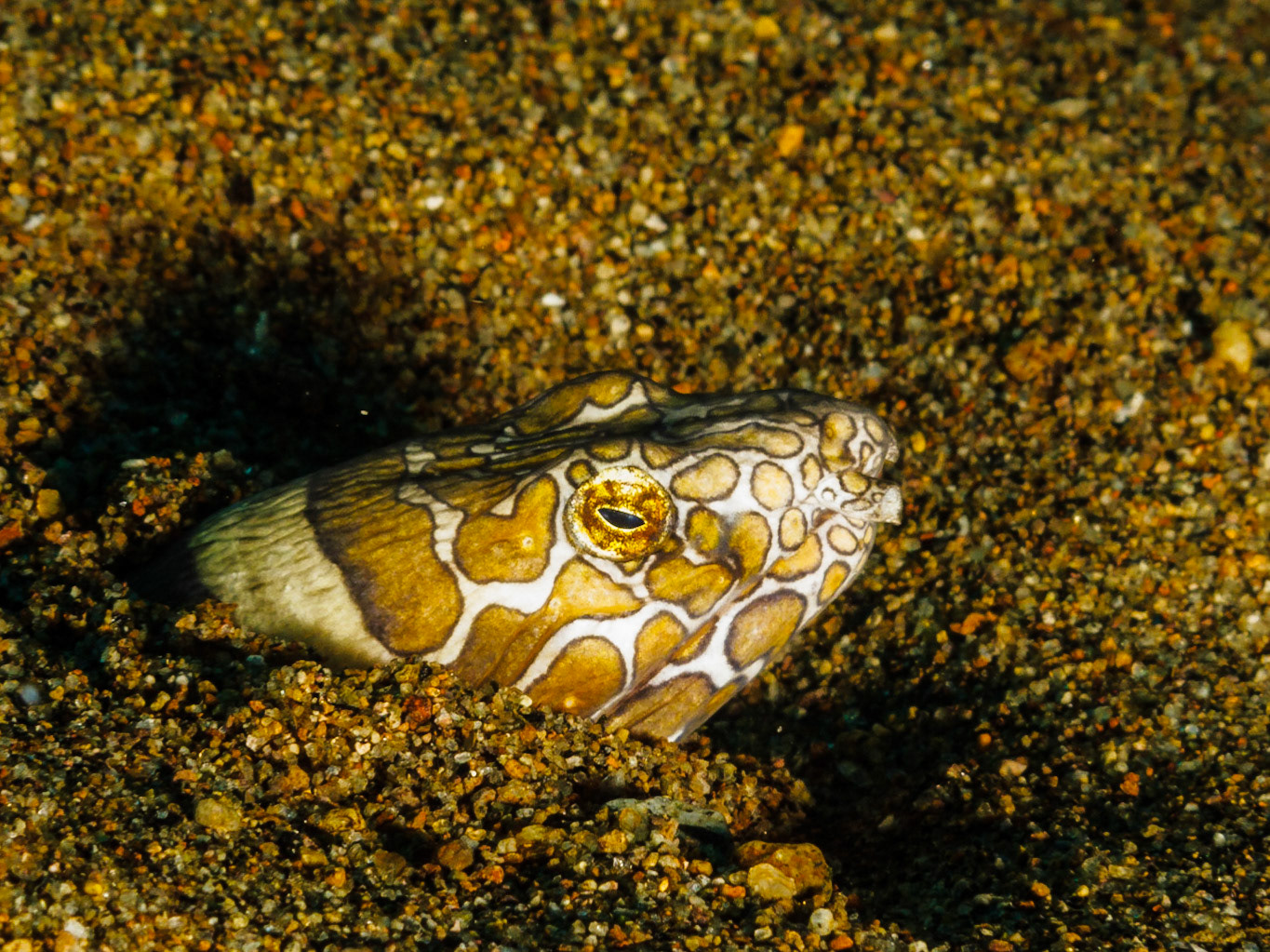 Napoleon Snake Eel