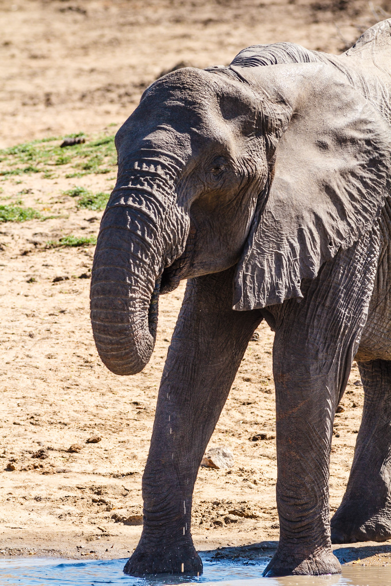 African Elephant