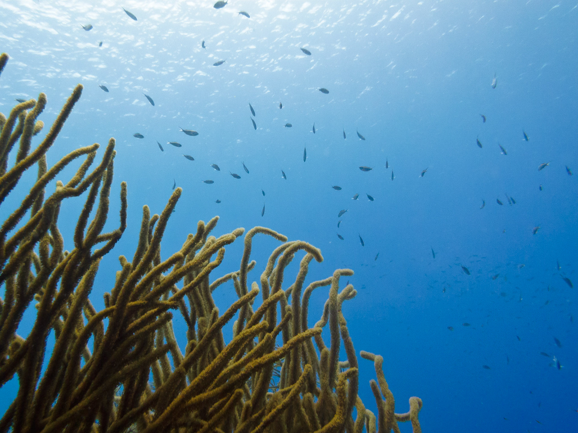 Soft Coral at Andrea I