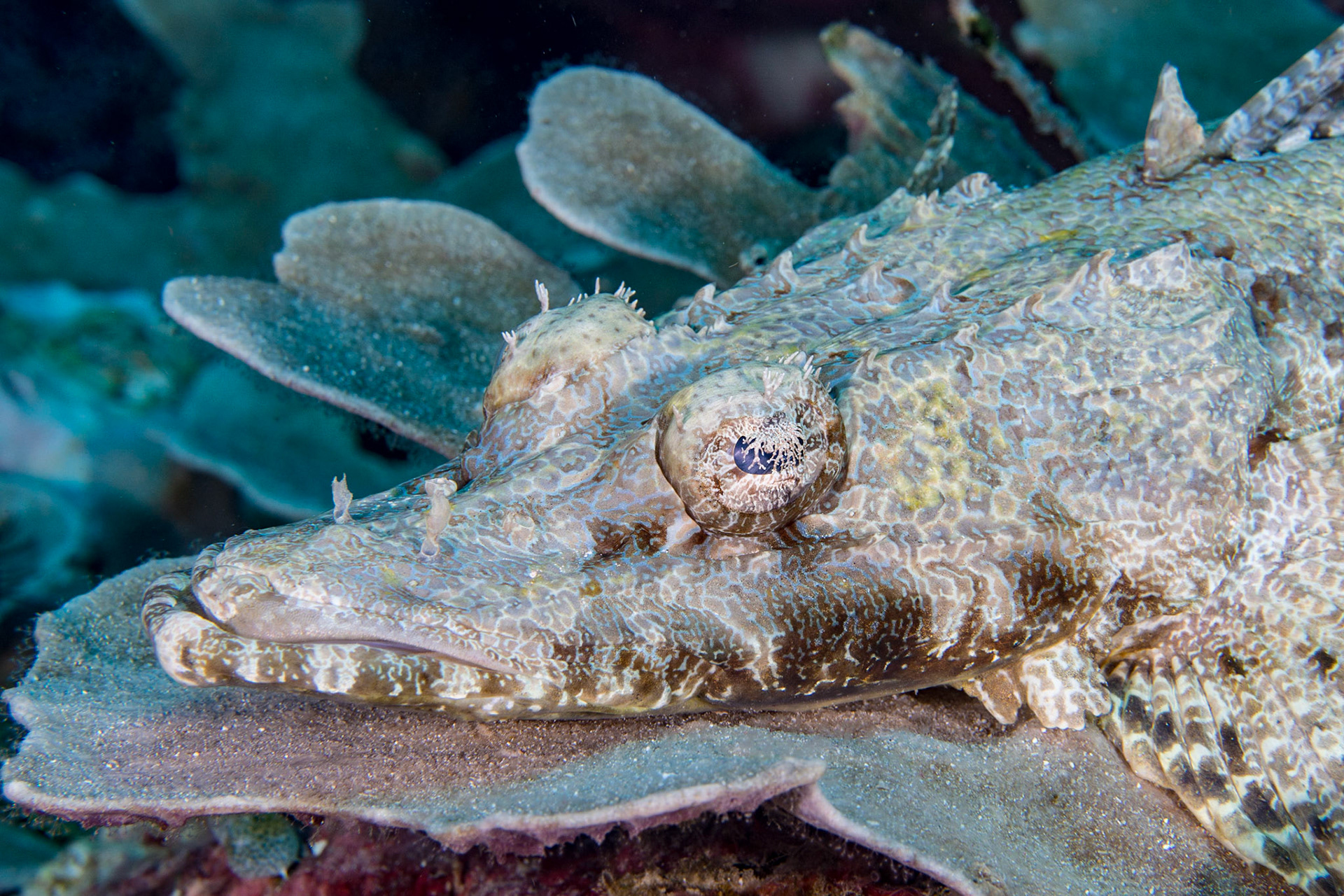 Crocodile Flathead