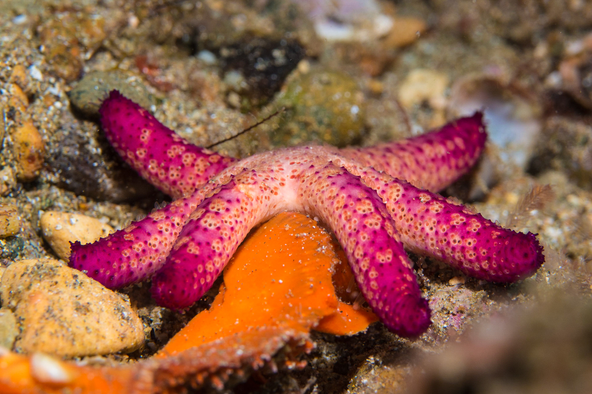 Luzon Sea Star