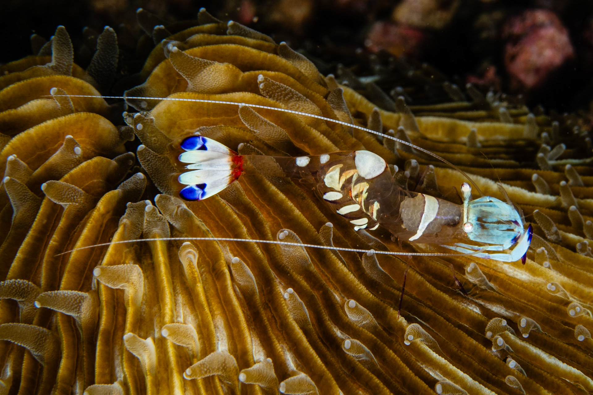 Magnificent Anemone Shrimp