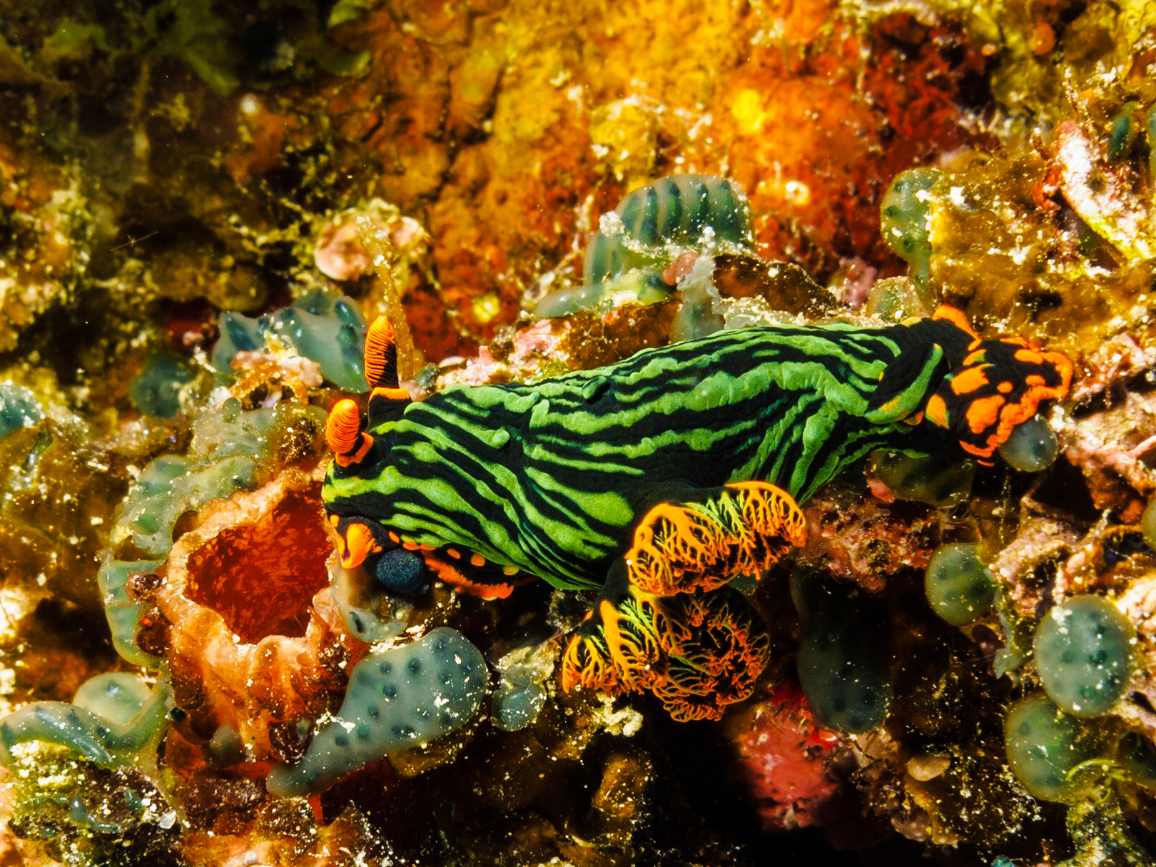 Nemobratha kubaryana