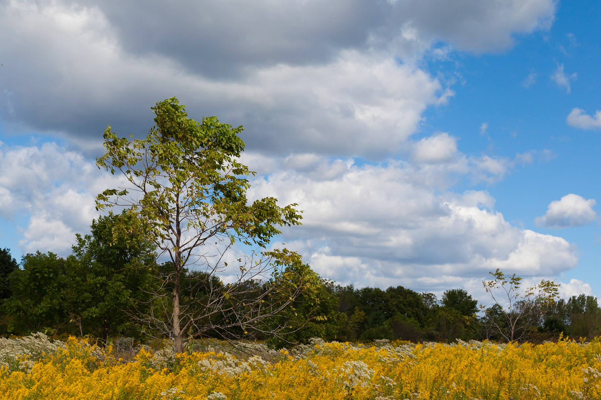McDowell Forest Preserve