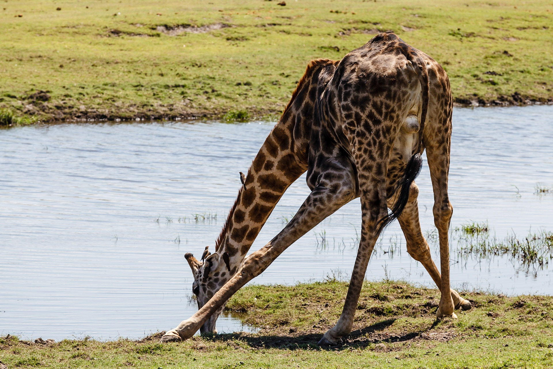 Giraffe drinking