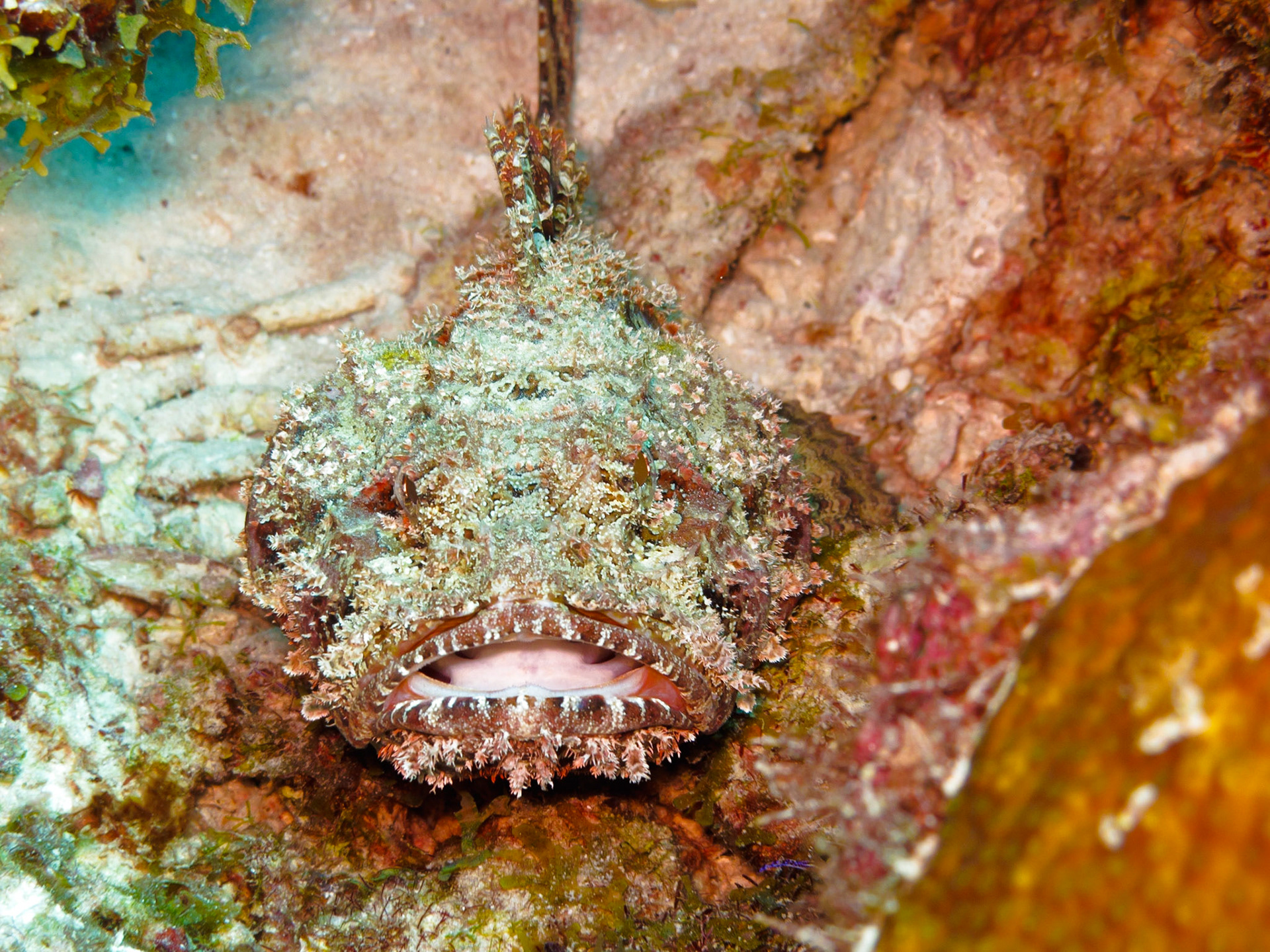 Spotted Scorpionfish