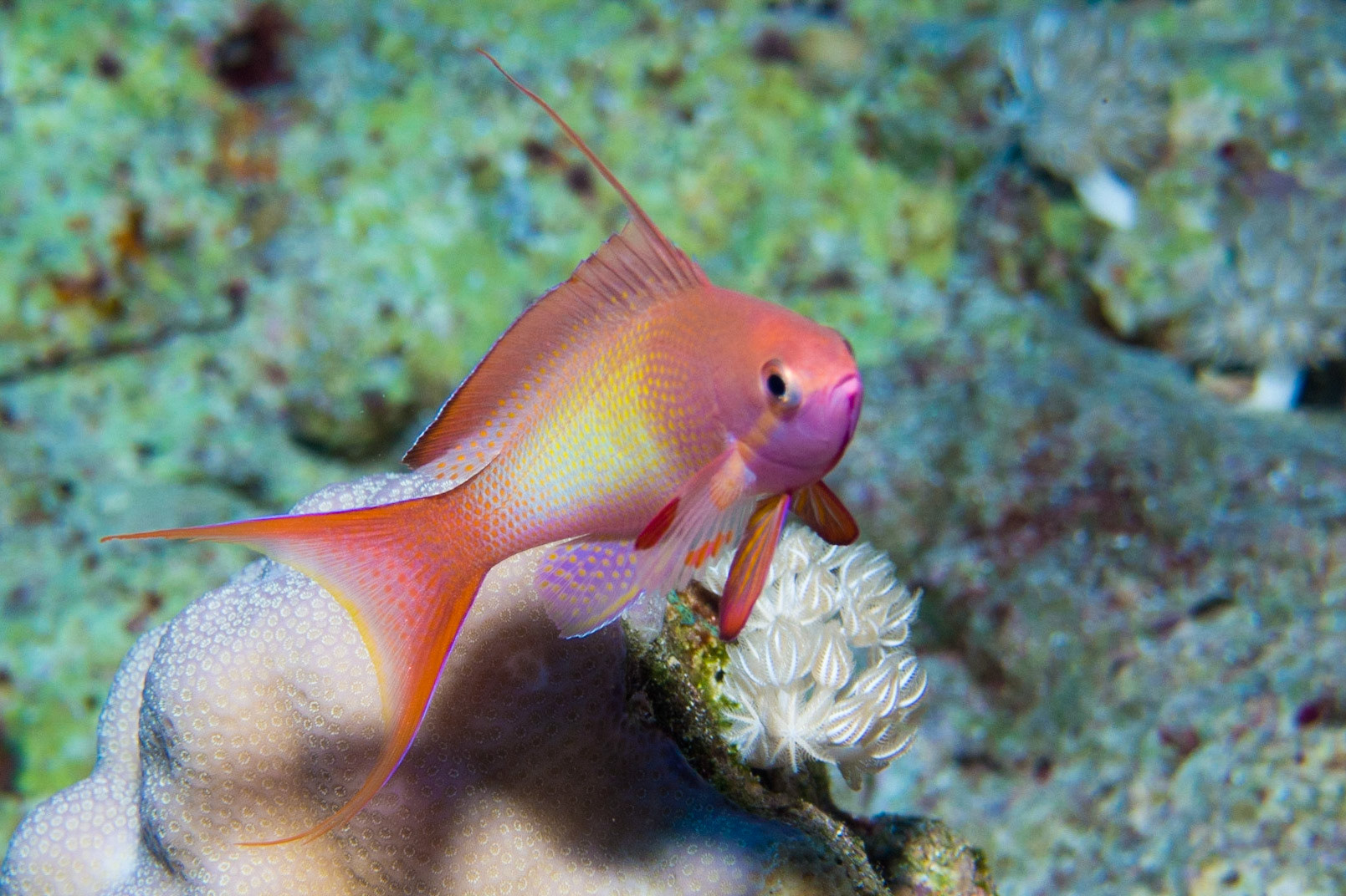 Scalefin Anthias