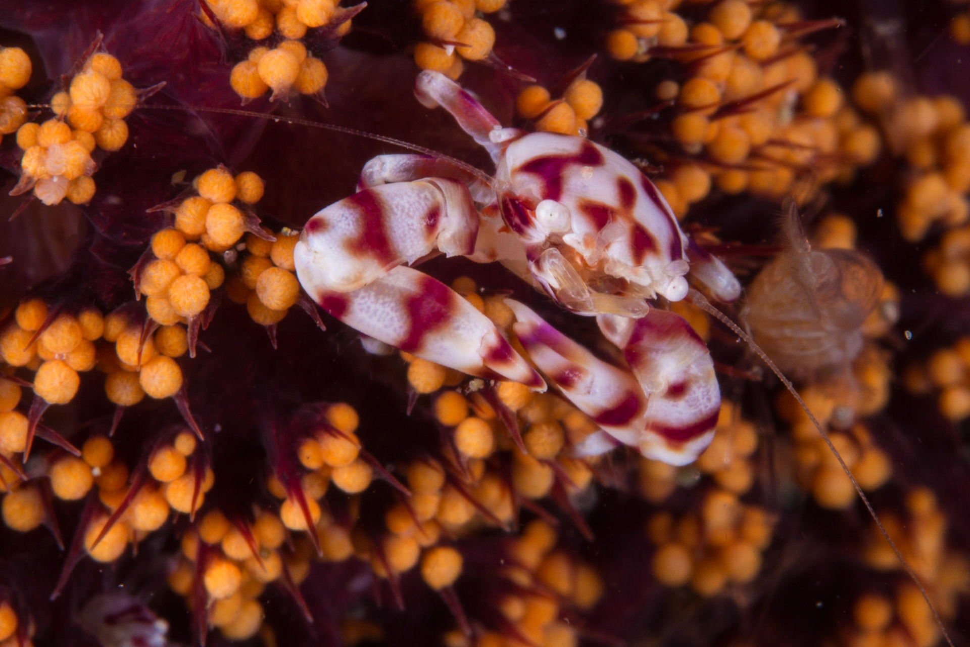 Soft Coral Porcelain Crab