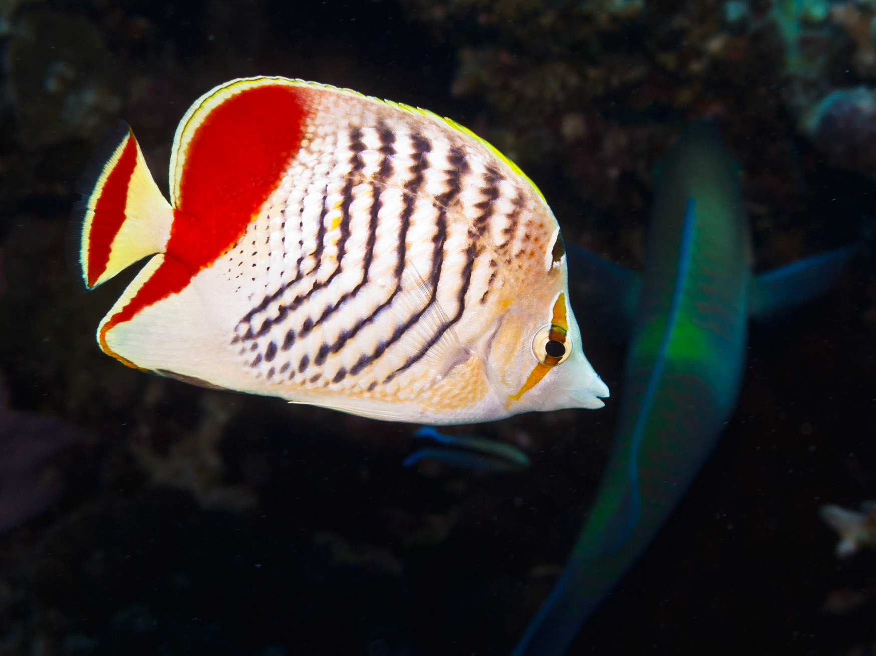 Crown Butterflyfish