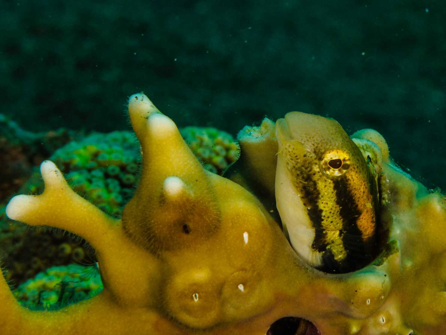 Shorthead Fangblenny
