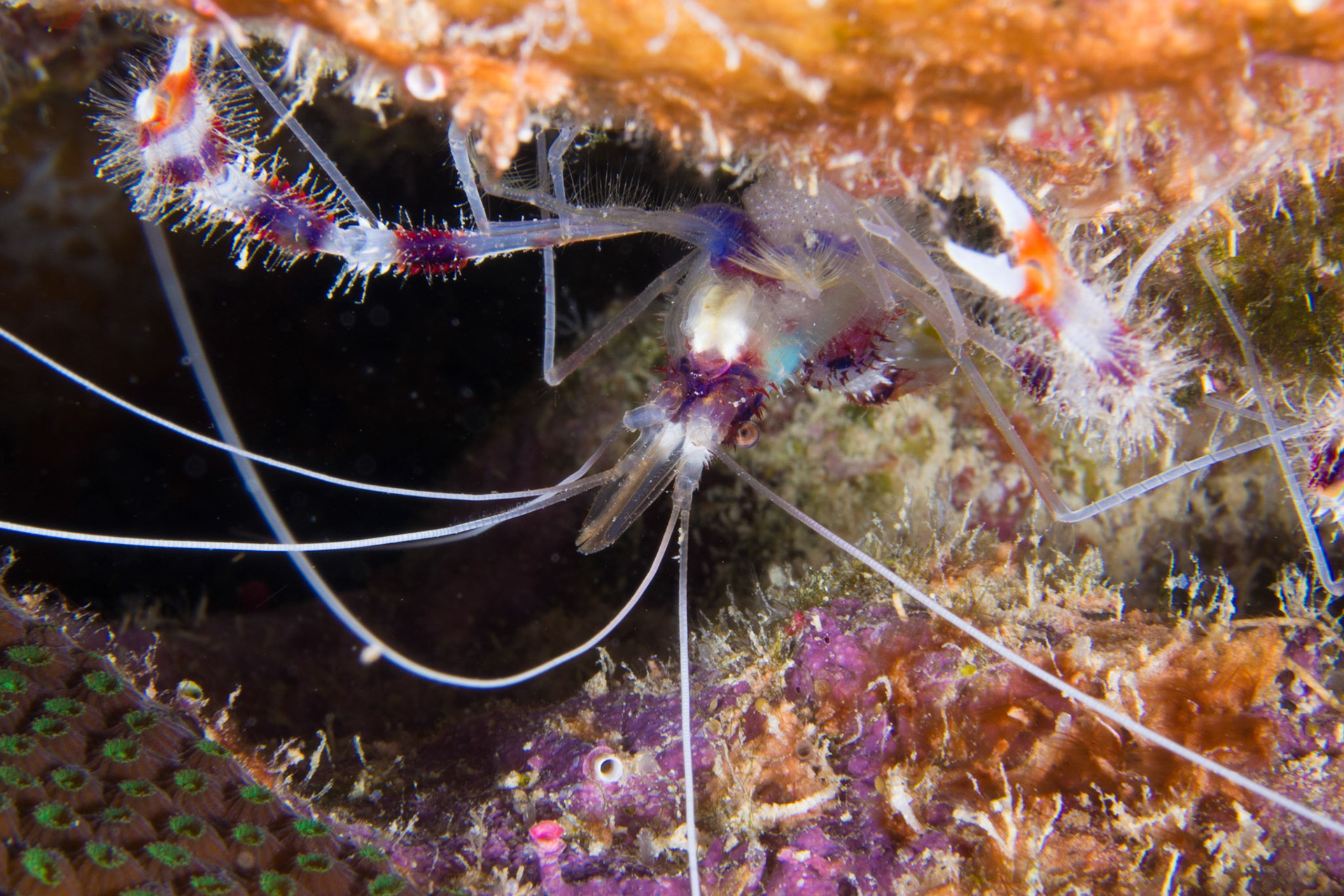 Banded Coral Shrimp