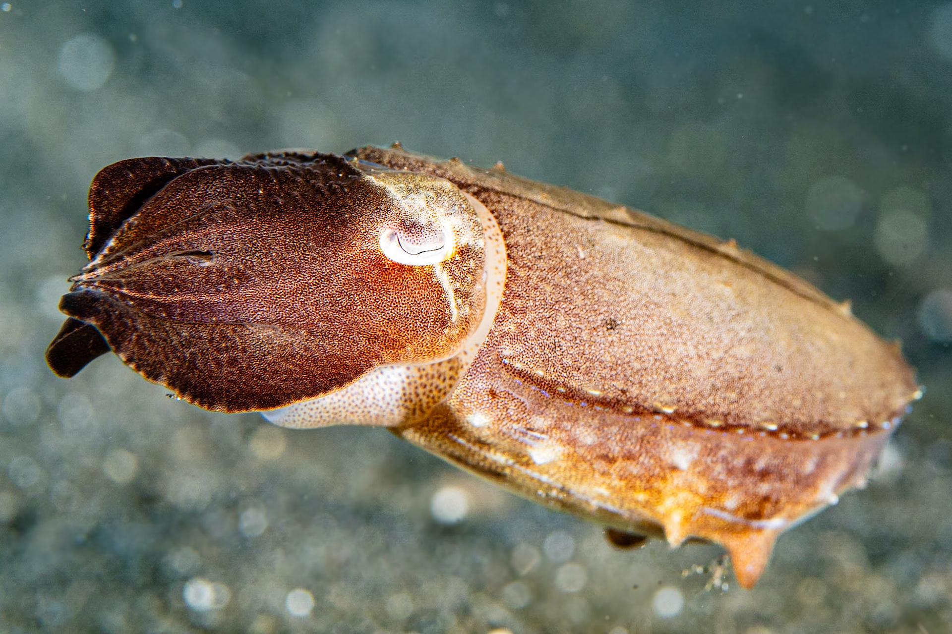 Broadclub Cuttlefish