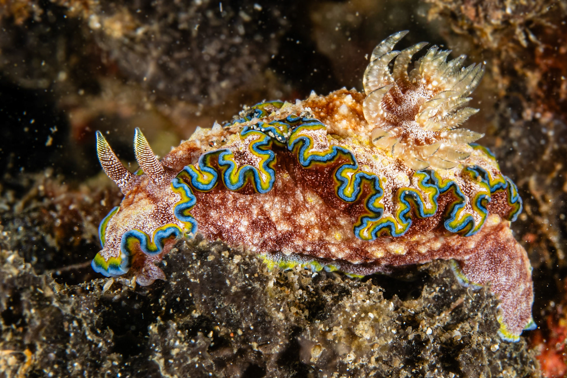Glossodoris cincta