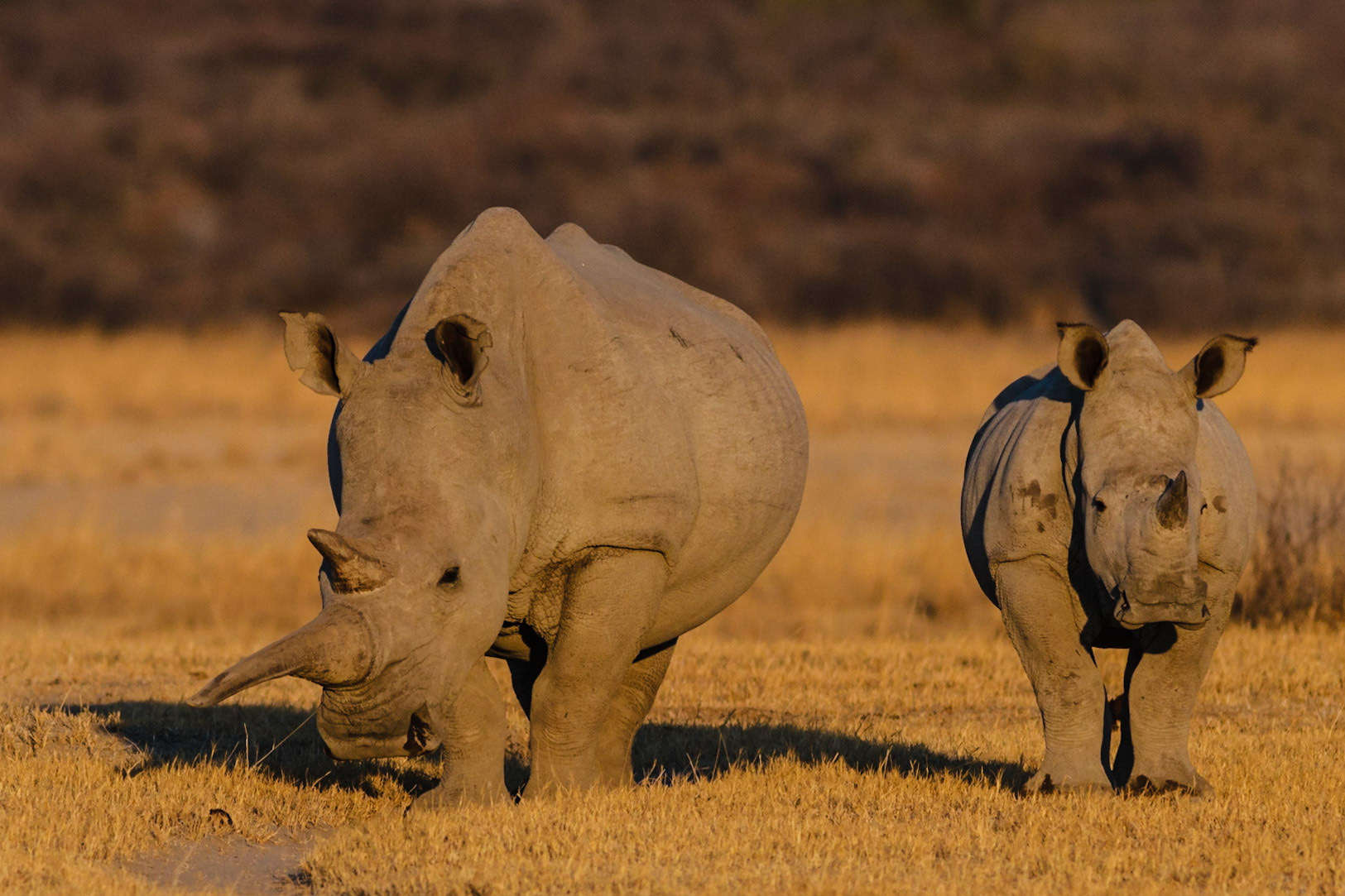 White Rhinos