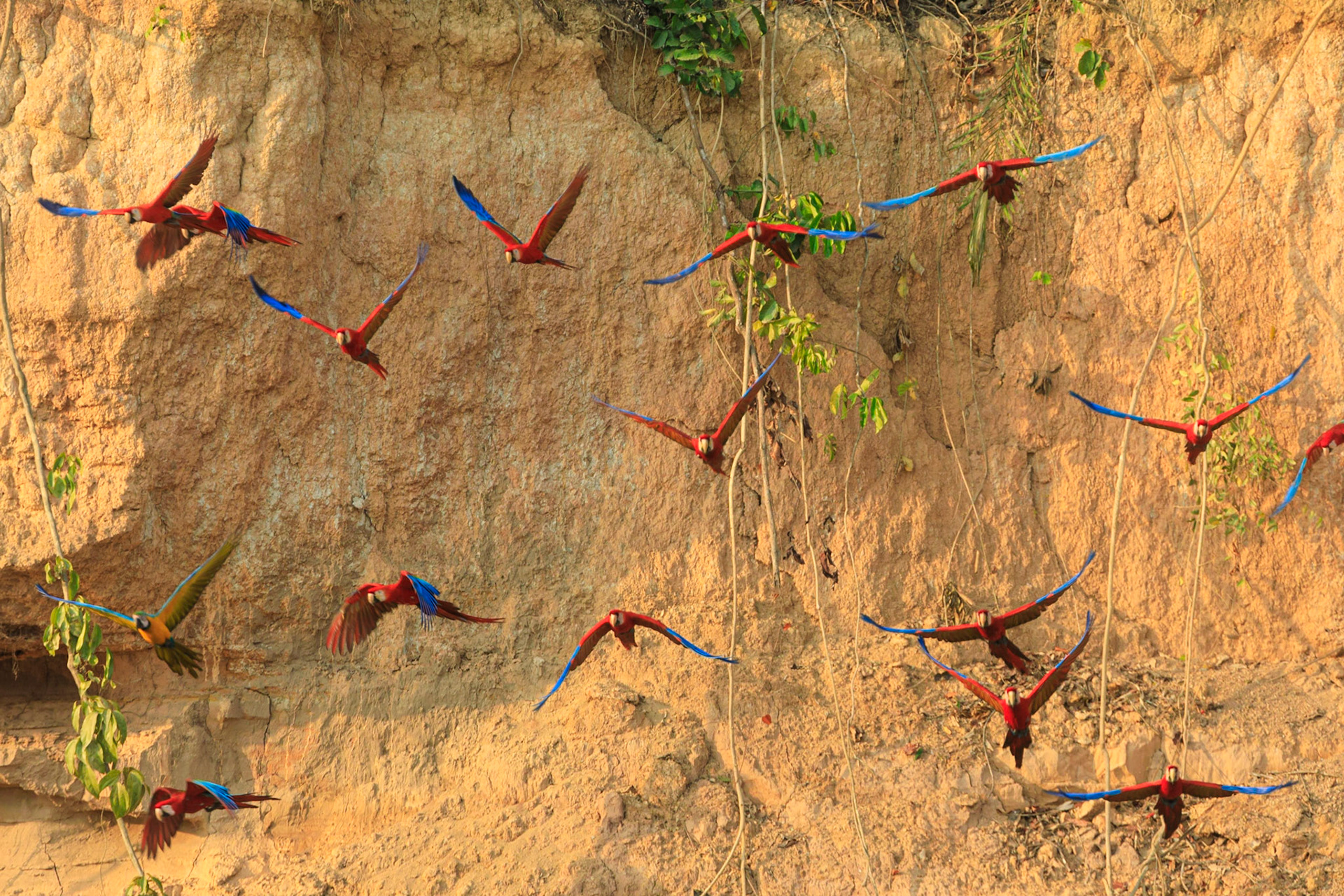 Blue-and-yellow Macaw and Red-and-green Macaw