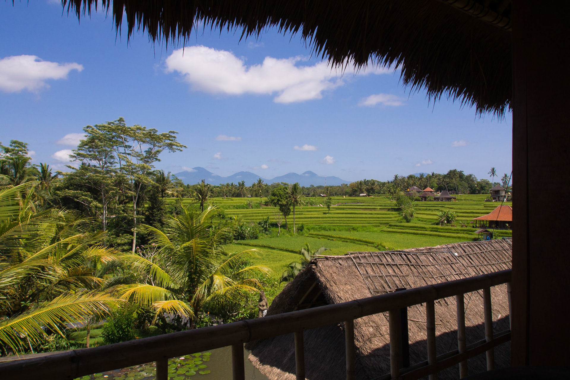 Rice paddies