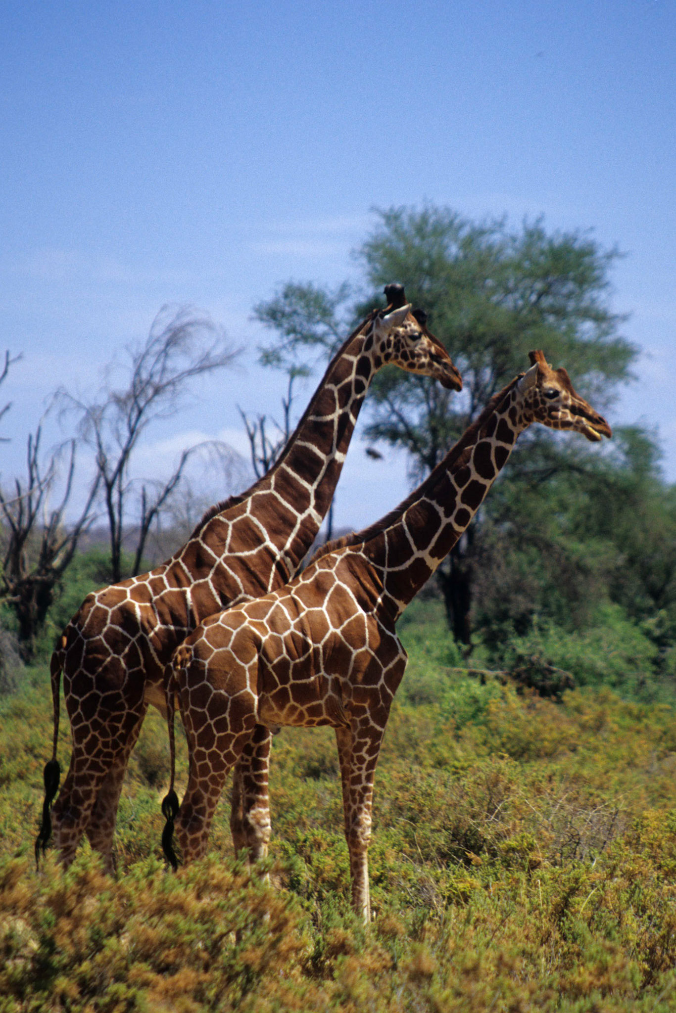 A pair of Reticulated Giraffes in Samburu NP, Kenya. Scanned from film.