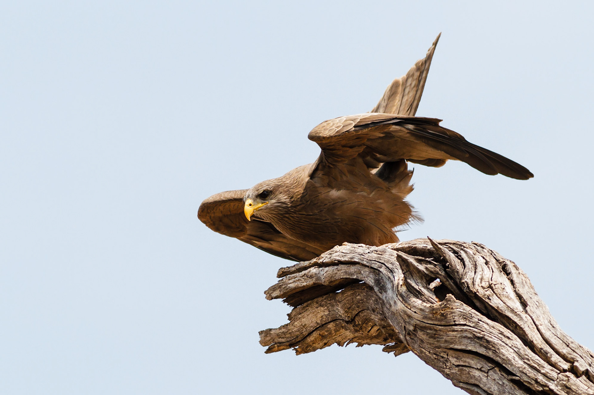 Yellow-billed Kite