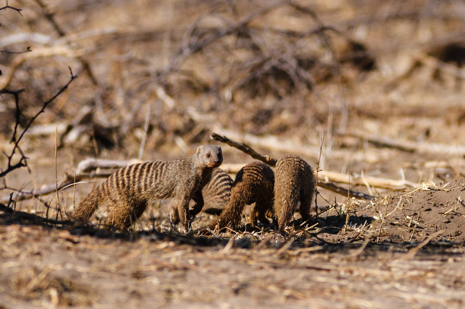 Banded Mongooses