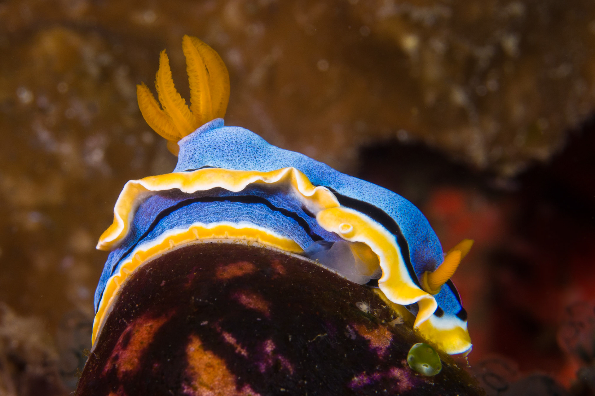 Chromodoris annae