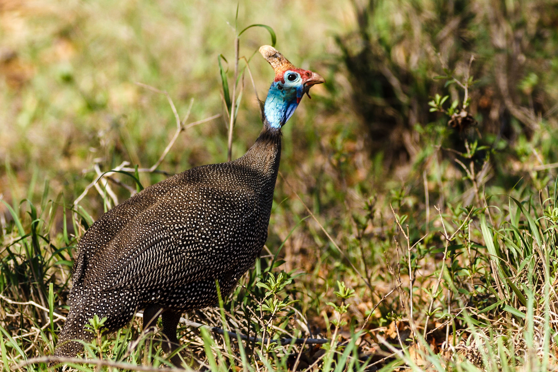Helmeted Guineafowl