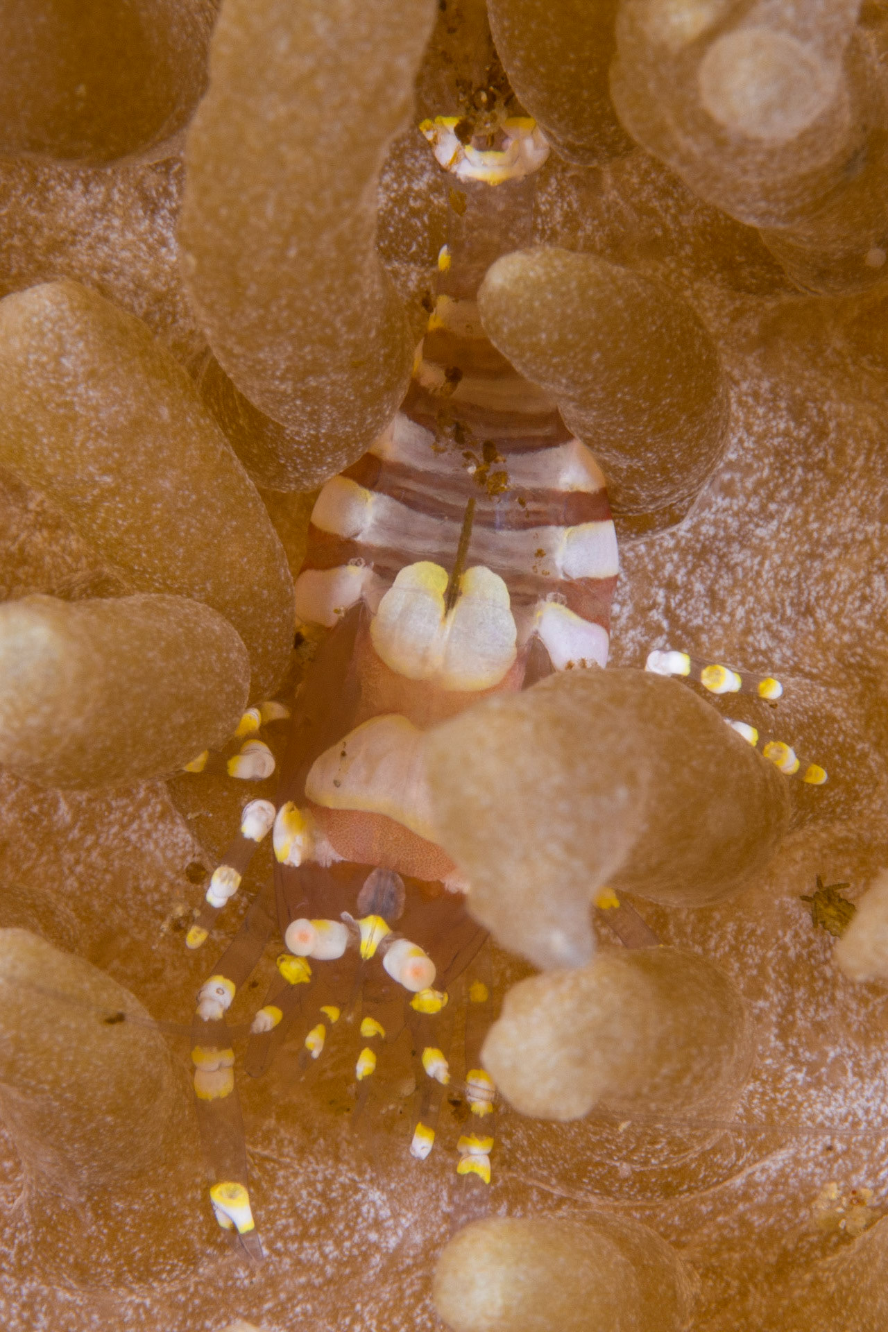 Hidden Corallimorph Shrimp and Rhodactis rhodostoma
