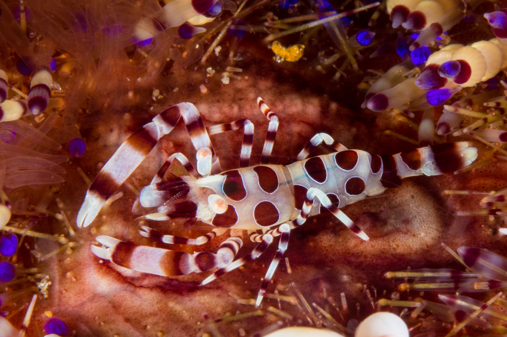 Coleman Shrimp and Variable Fire Urchin