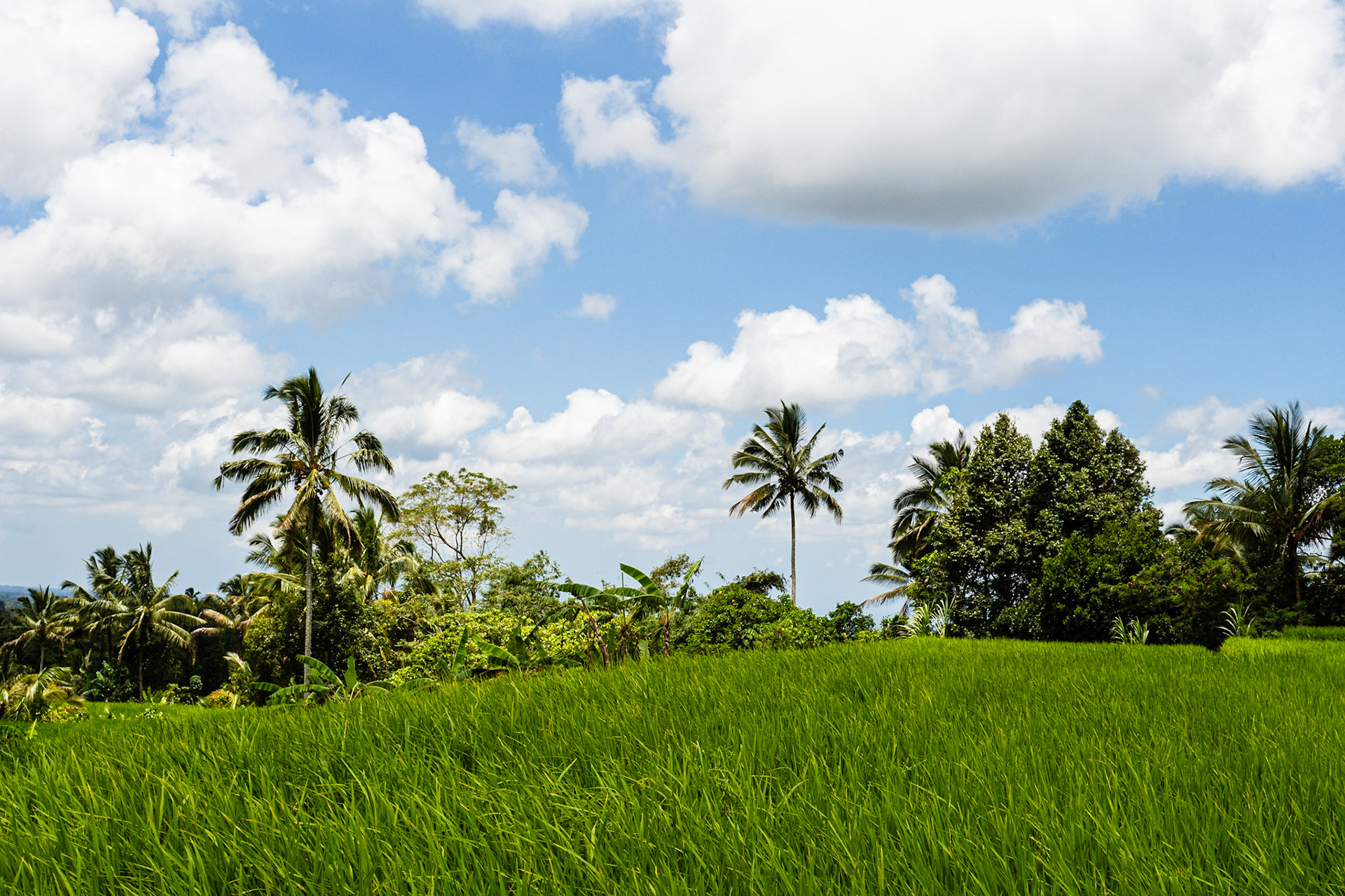 Jatiluwih rice terraces