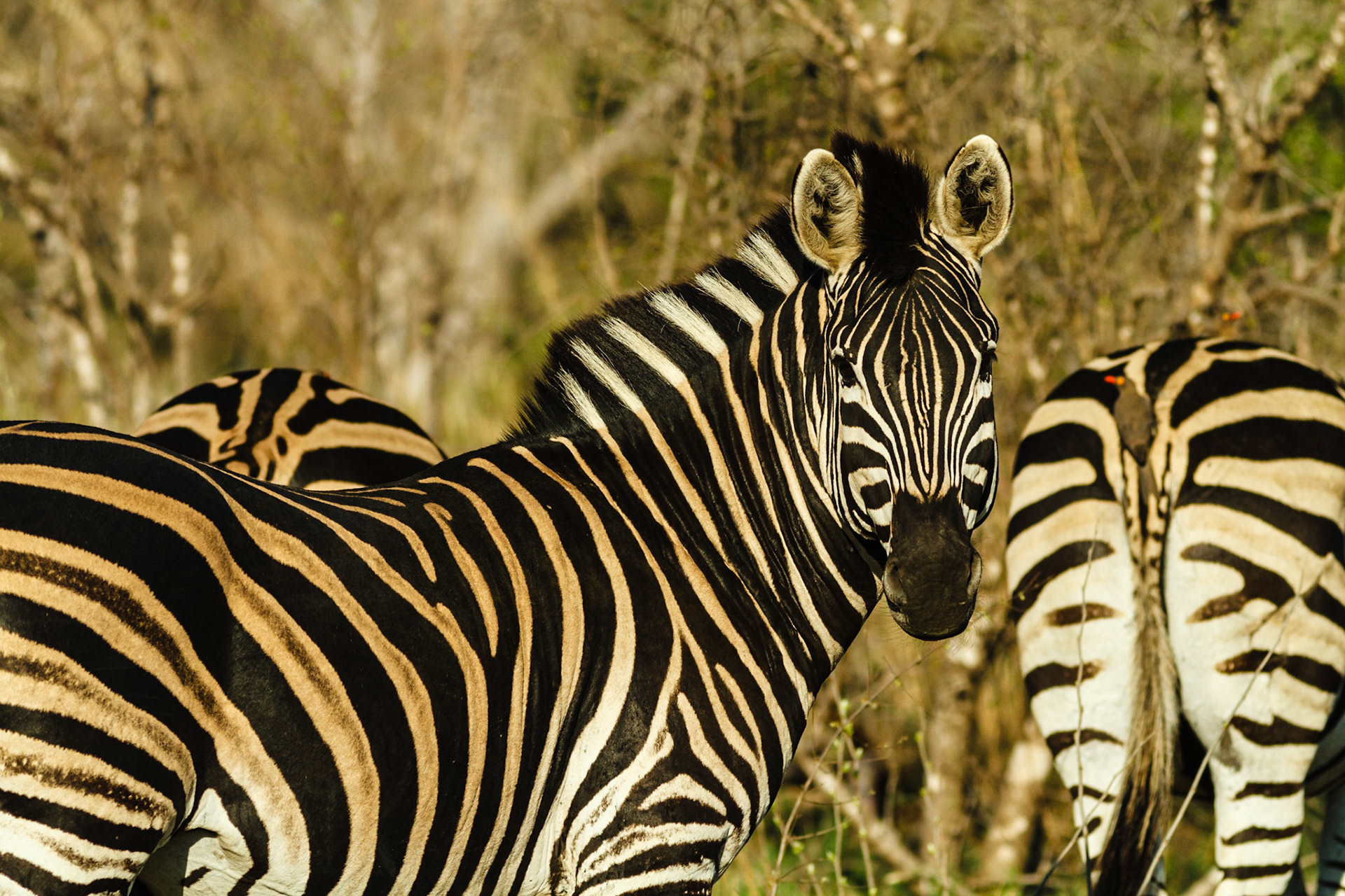 Common Zebra