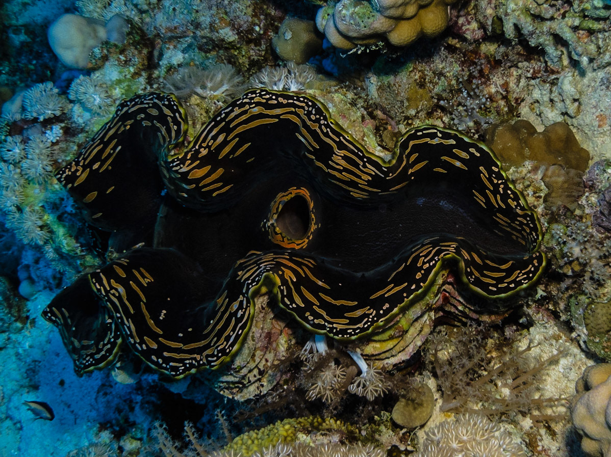 Common Giant Clam