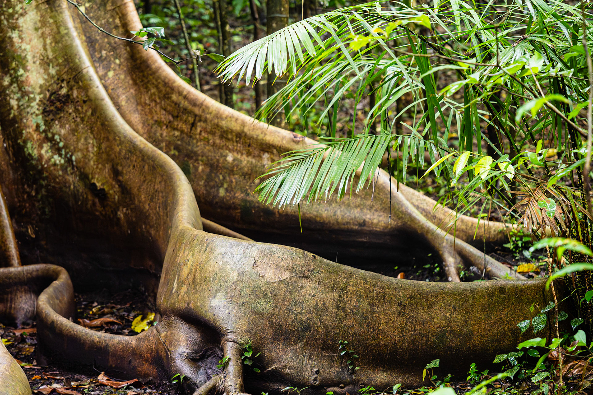 Tangkoko National Park