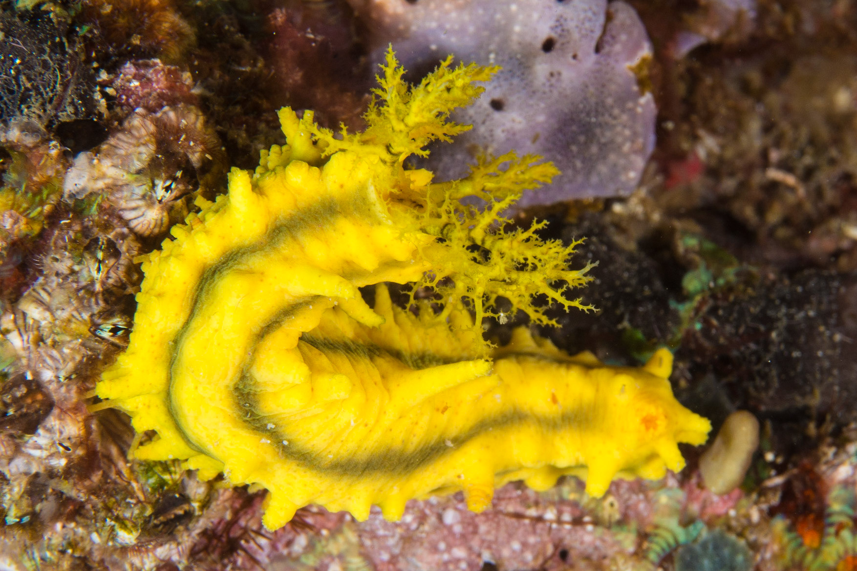 Yellow Sea Cucumber