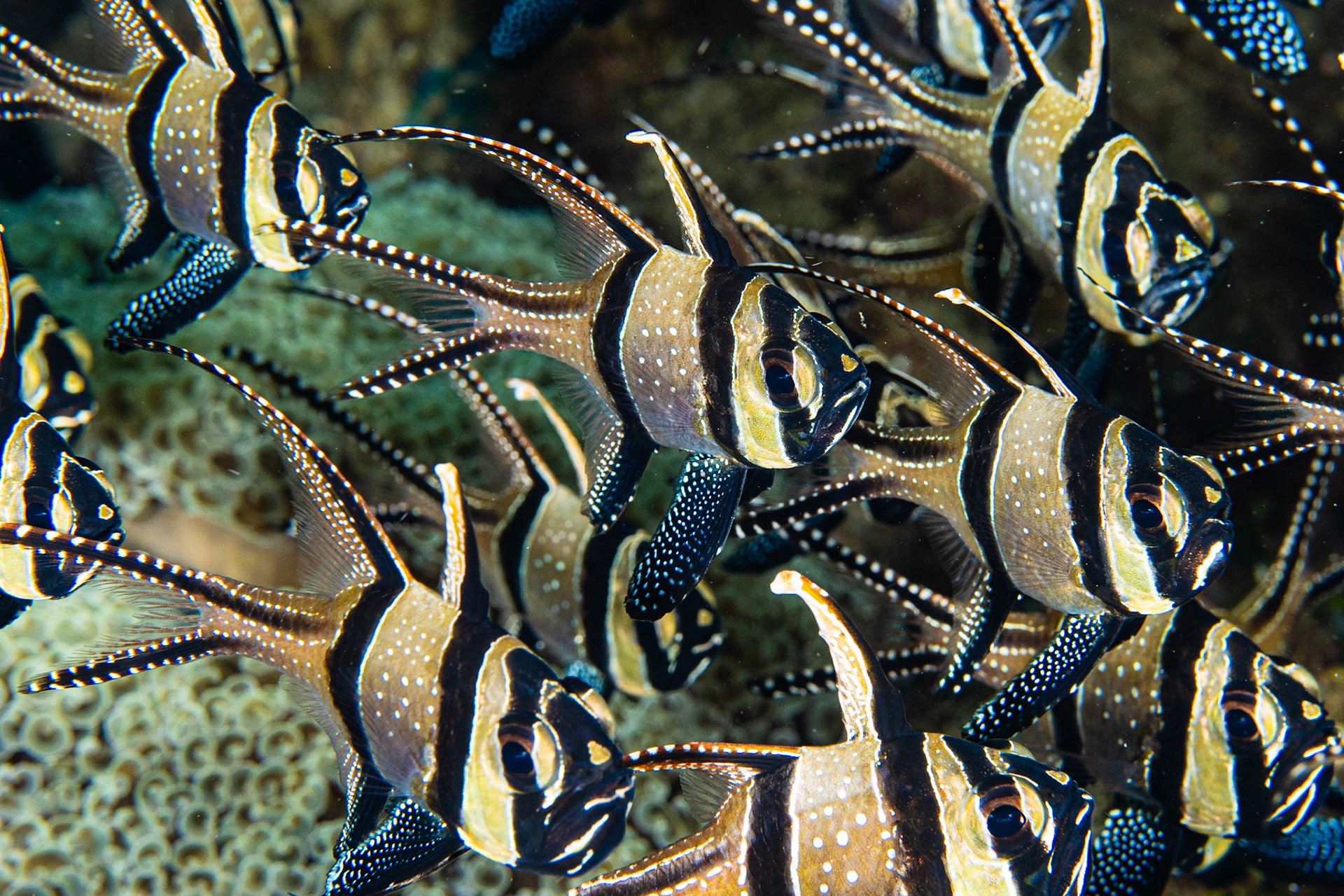Banggai Cardinalfish