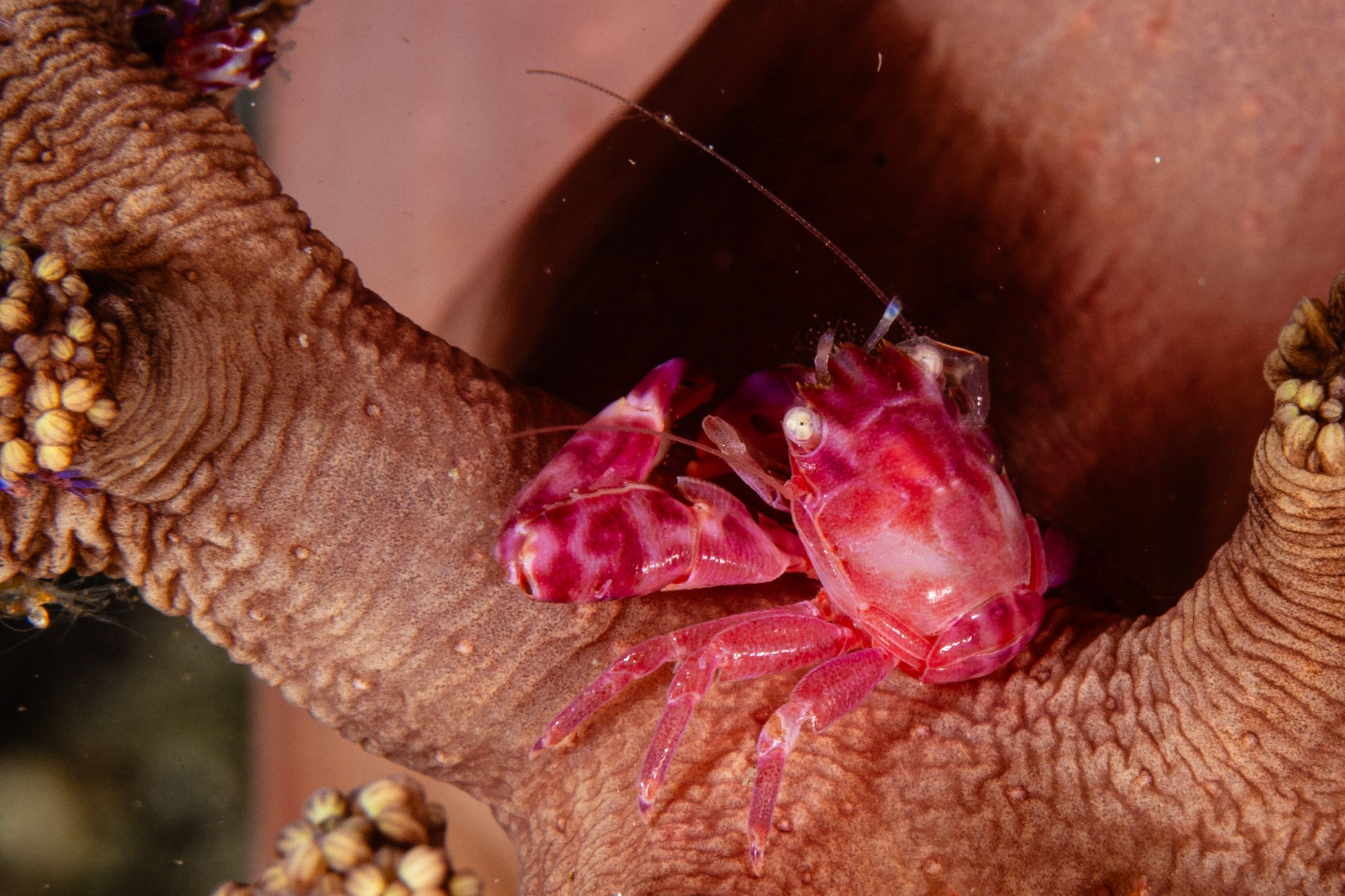 Soft Coral Porcelain Crab