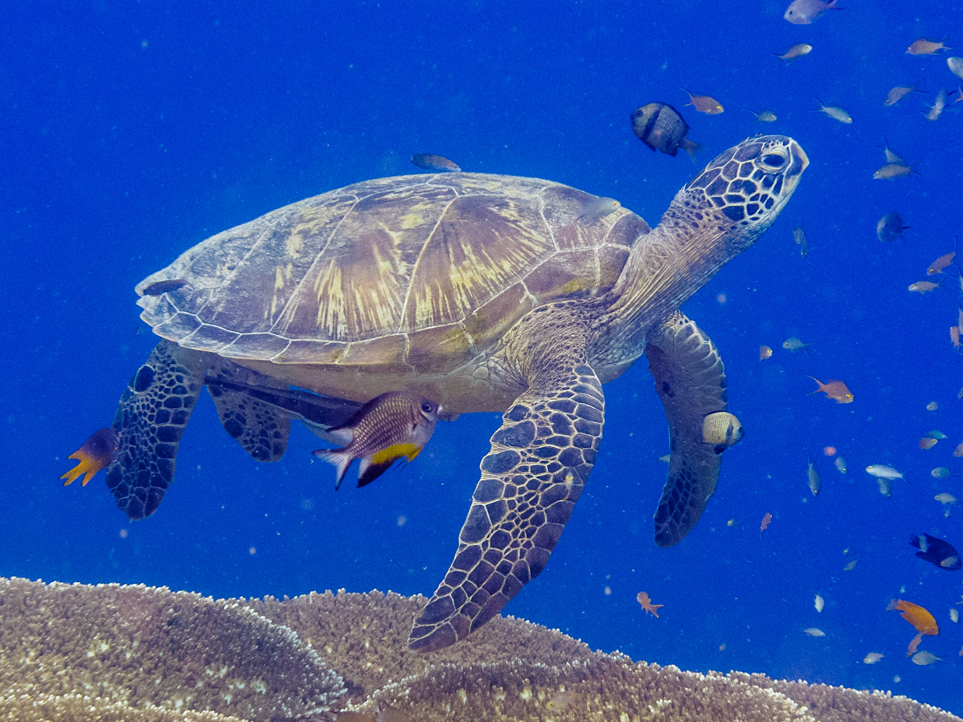 Green Turtle
