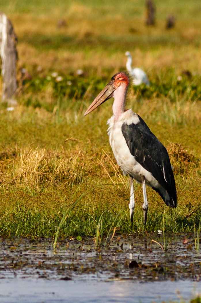 Marabou Stork