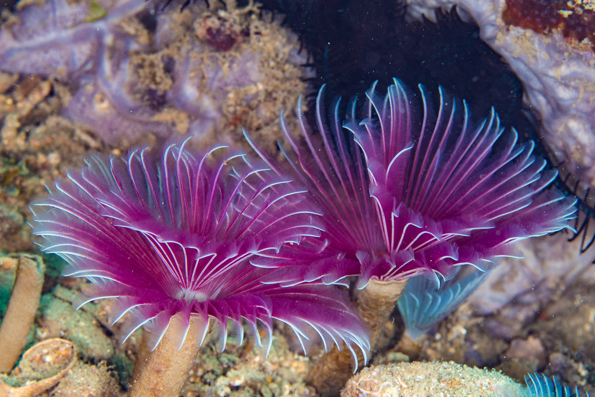 Bispira sp.