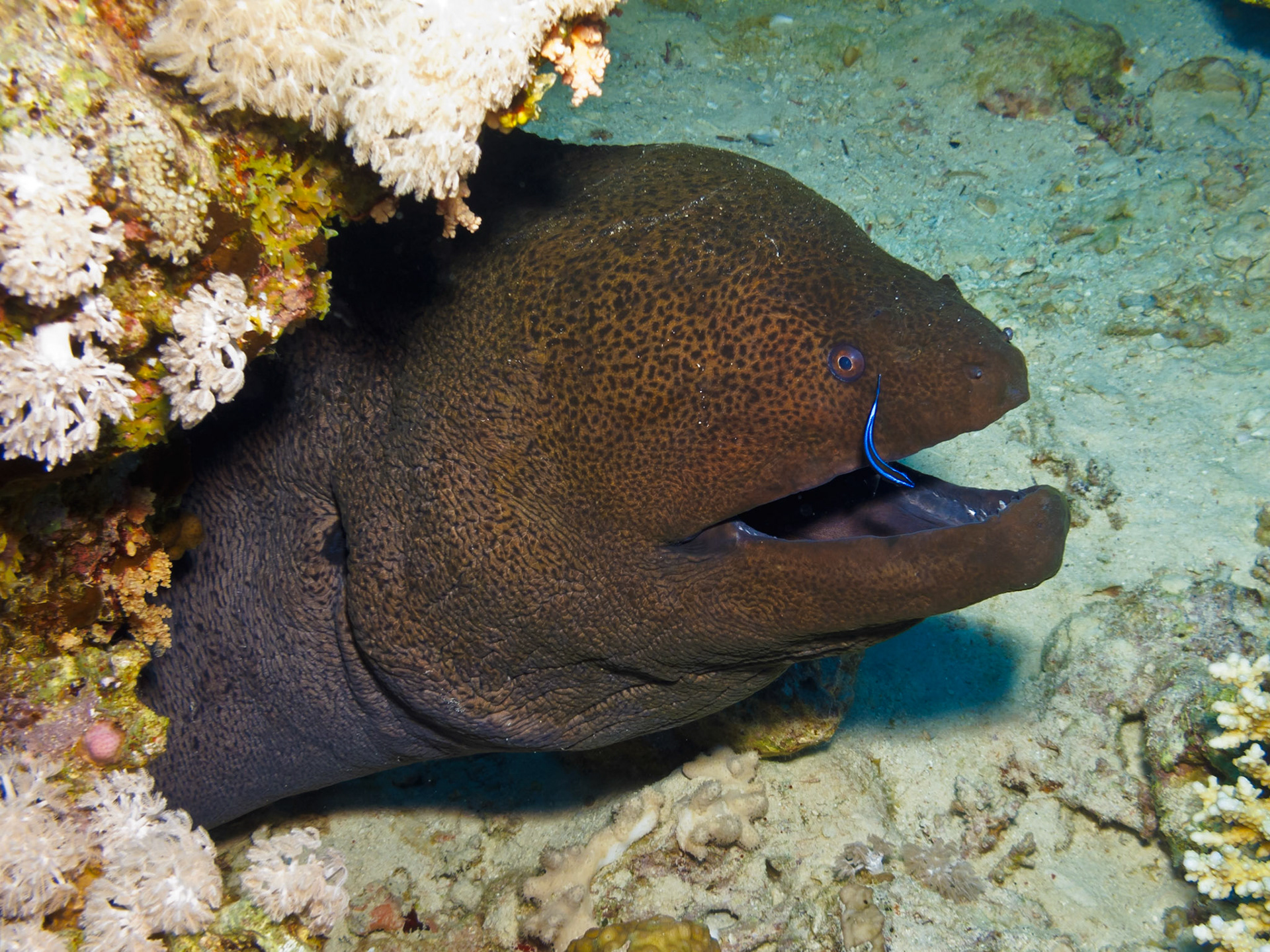 Giant Moray