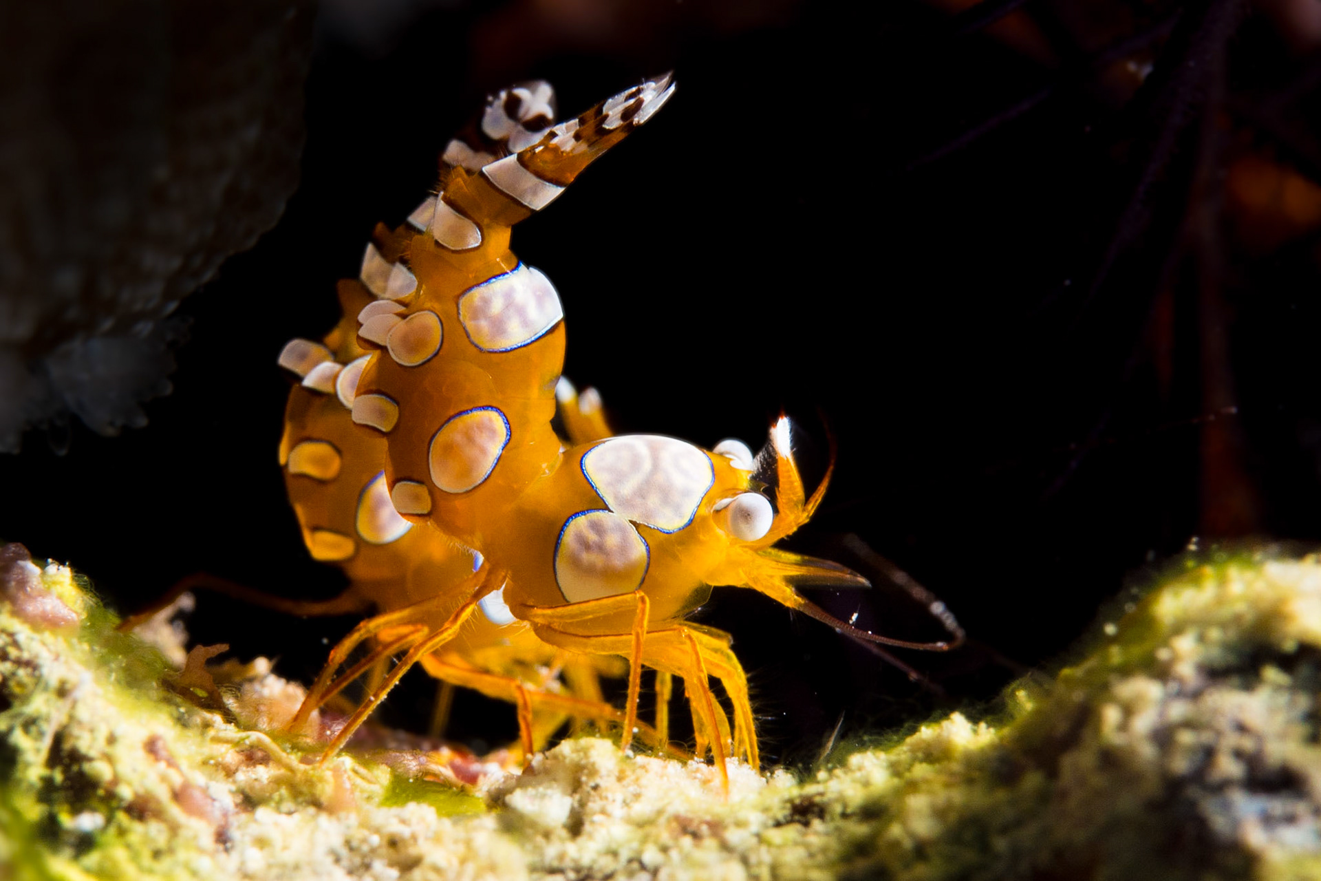 Squat Anemone Shrimp