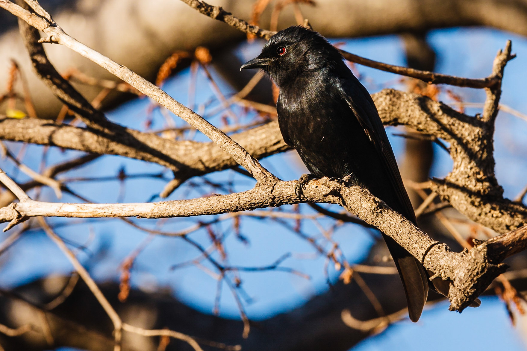 Fork-tailed Drongo