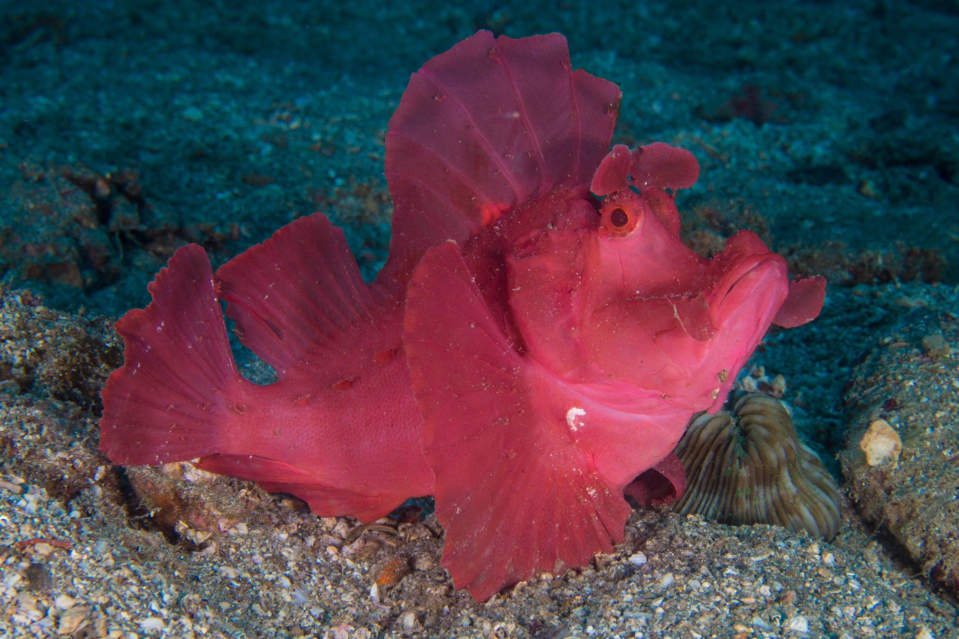 Paddle-flap Scorpionfish